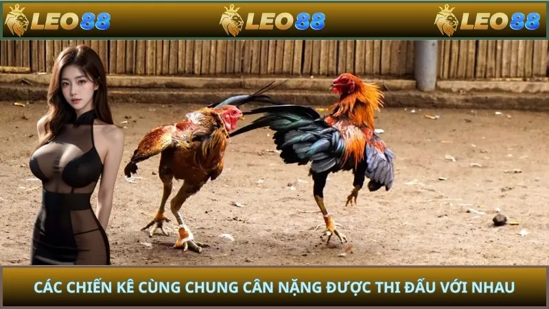 Các chiến kê cùng chung cân nặng được thi đấu với nhau