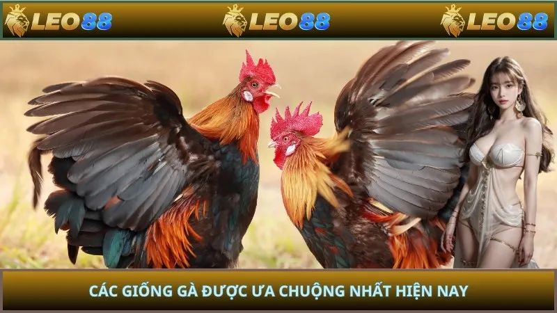 Các giống gà được ưa chuộng nhất hiện nay