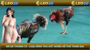 Đá Gà Thomo C3 - Loại Hình Thu Hút Nhiều Kê Thủ Tham Gia