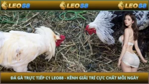 Đá Gà Trực Tiếp C1 LEO88 - Kênh Giải Trí Cực Chất Mỗi Ngày