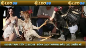 Đá Gà Trực Tiếp C2 LEO88 - Đỉnh Cao Trường Đấu Các Chiến Kê