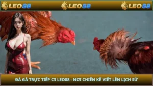 Đá Gà Trực Tiếp C3 LEO88 - Nơi Chiến Kê Viết Lên Lịch Sử