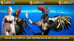 Đá Gà Trực Tiếp C4 – Đấu Trường Đá Gà Nảy Lửa Trên Mạng