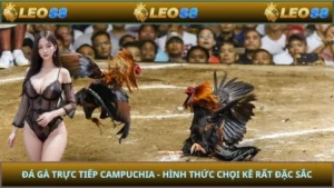 Đá Gà Trực Tiếp Campuchia - Hình Thức Chọi Kê Rất Đặc Sắc