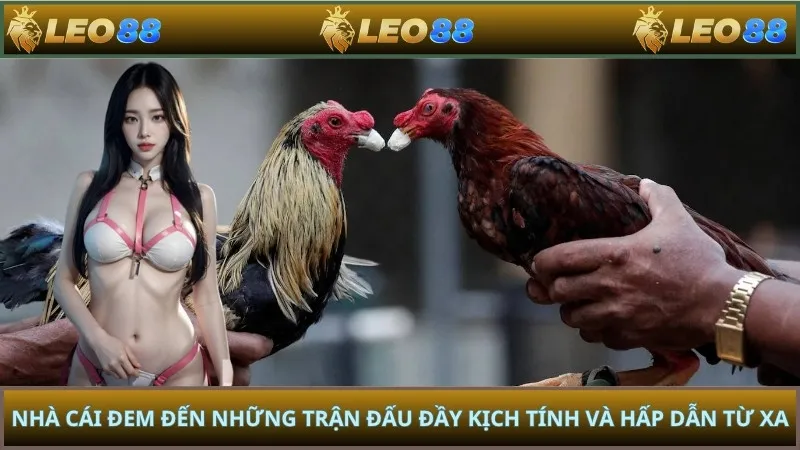 Nhà cái đem đến những trận đấu đầy kịch tính và hấp dẫn từ xa