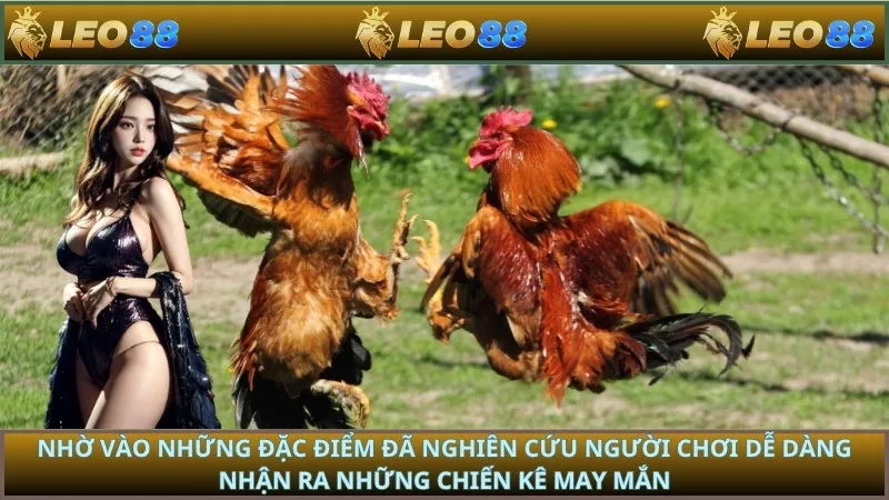 Nhờ vào những đặc điểm đã nghiên cứu người chơi dễ dàng nhận ra những chiến kê may mắn
