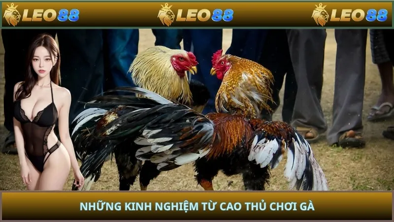 Những kinh nghiệm từ cao thủ chơi gà