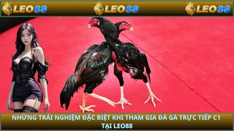 Những trải nghiệm đặc biệt khi tham gia đá gà trực tiếp C1 tại LEO88