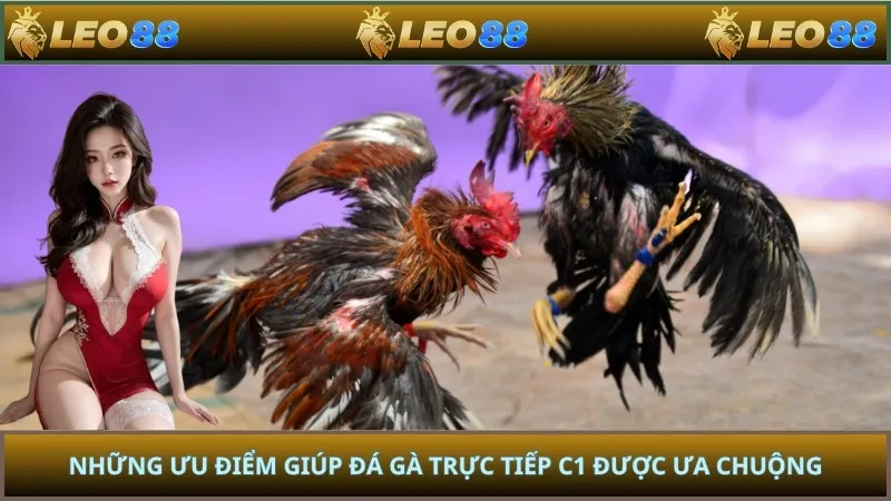 Những ưu điểm giúp đá gà trực tiếp C1 được ưa chuộng