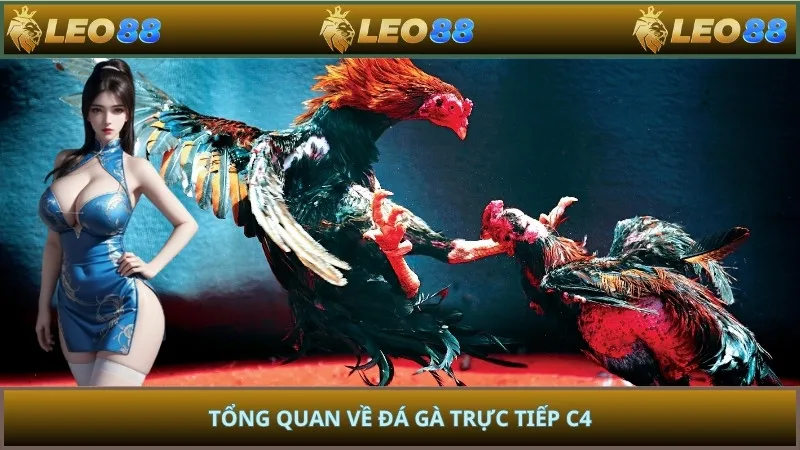 Tổng quan về đá gà trực tiếp C4