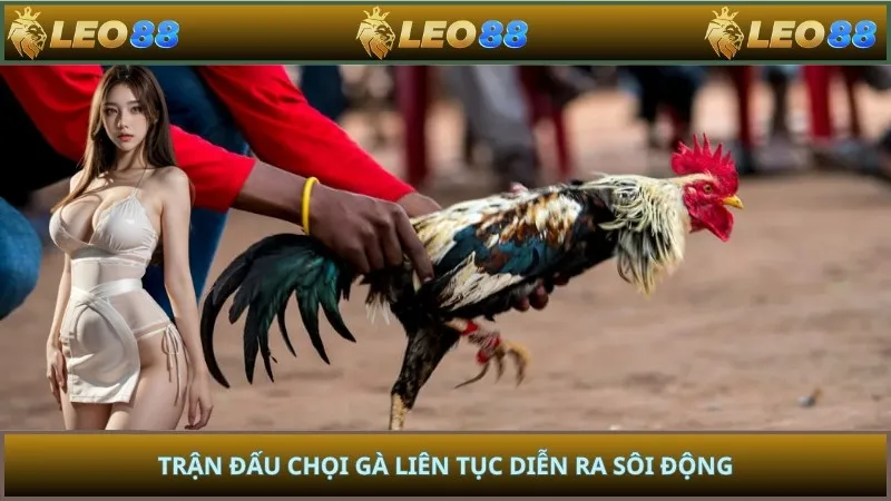 Trận đấu chọi gà liên tục diễn ra sôi động