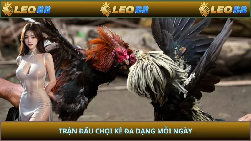 Trận đấu chọi kê đa dạng mỗi ngày
