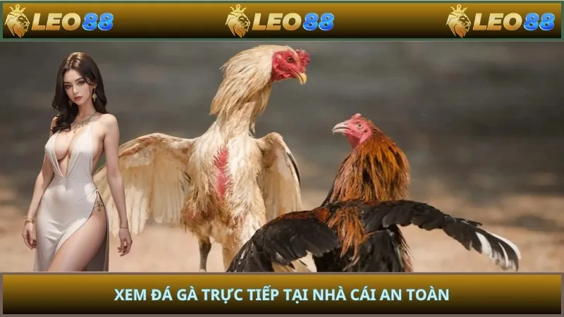 Xem đá gà trực tiếp tại nhà cái an toàn